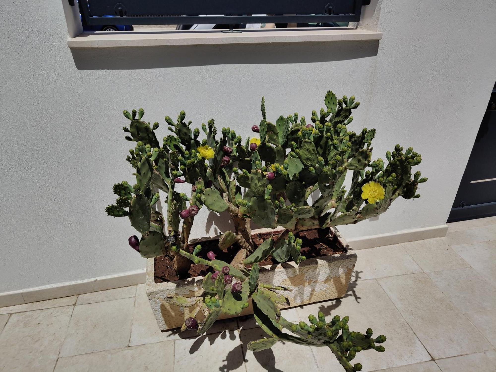 Casa Tizy * Botrugno